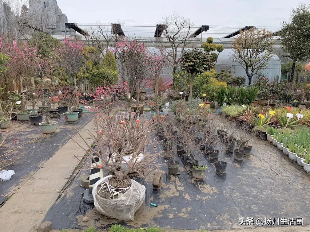 扬州花卉市场大全,扬州西区花卉市场