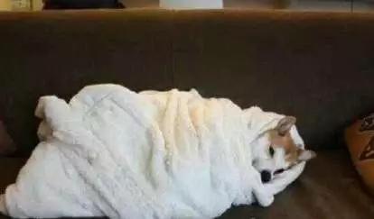 怎么给狗狗做保暖的窝,狗狗保暖衣服制作方法