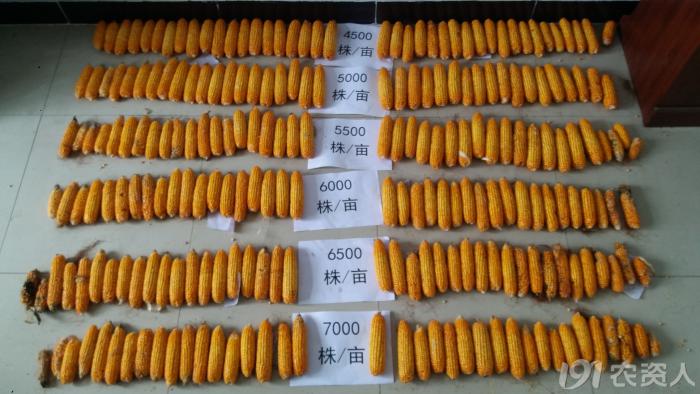 河南适合种植高产玉米,玉米高产高效种植技术