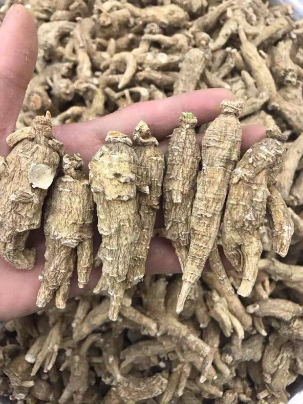 西洋参进入中国的时间,西洋参从哪里进的货