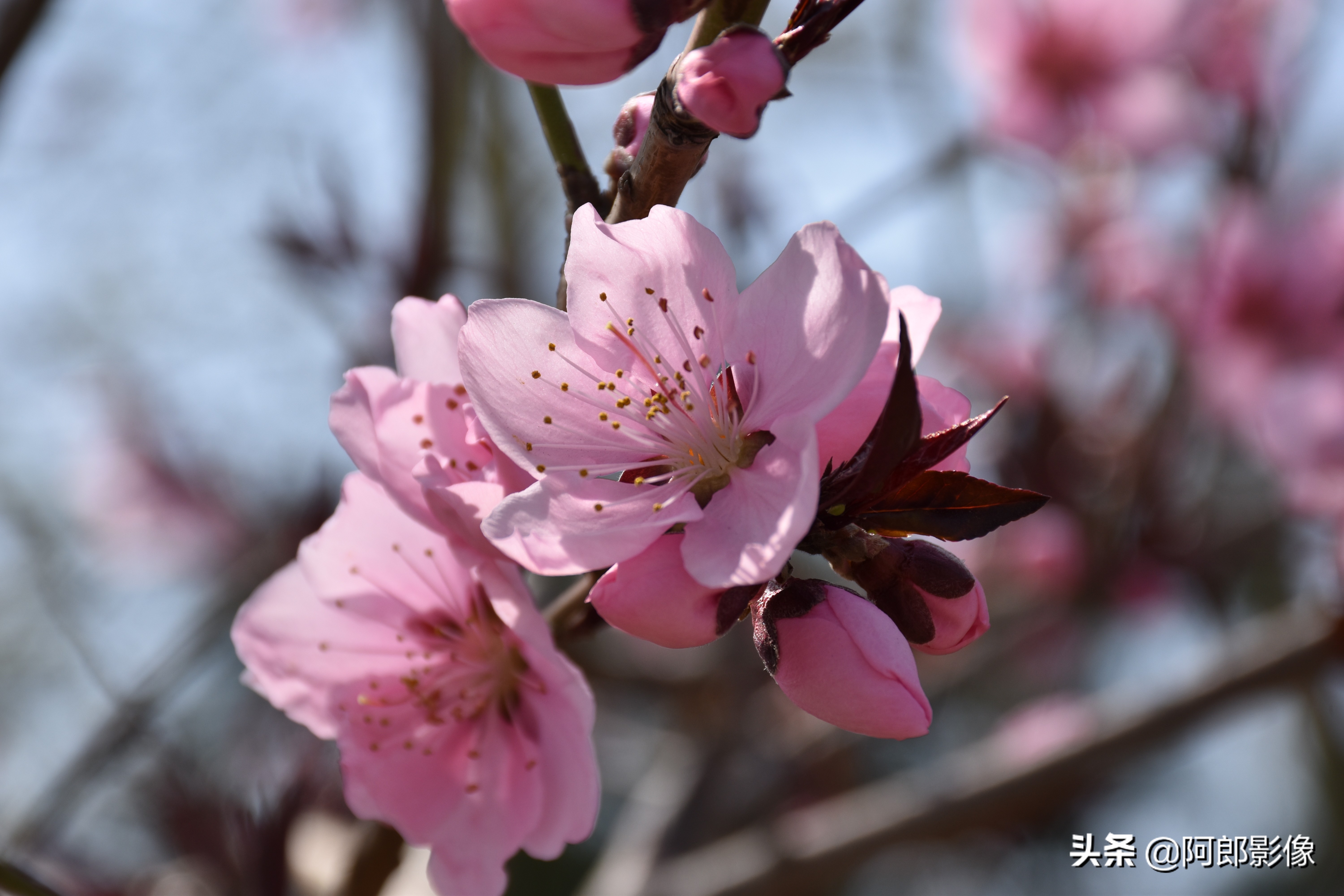 单反摄影入门必备器材清单,跟着阿牛师傅学知识