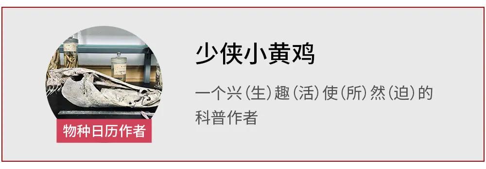 黑龙江大鳇鱼简介,松花江历史上最大的鳇鱼