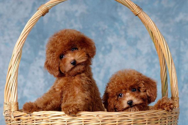 贵宾犬不吃狗粮喜欢吃家里的饭,贵宾犬不吃东西又吐怎么办