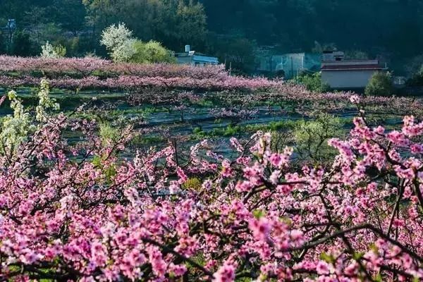 龙泉4大冷门赏桃线路出炉，向东60里遇见一座城市桃花源！