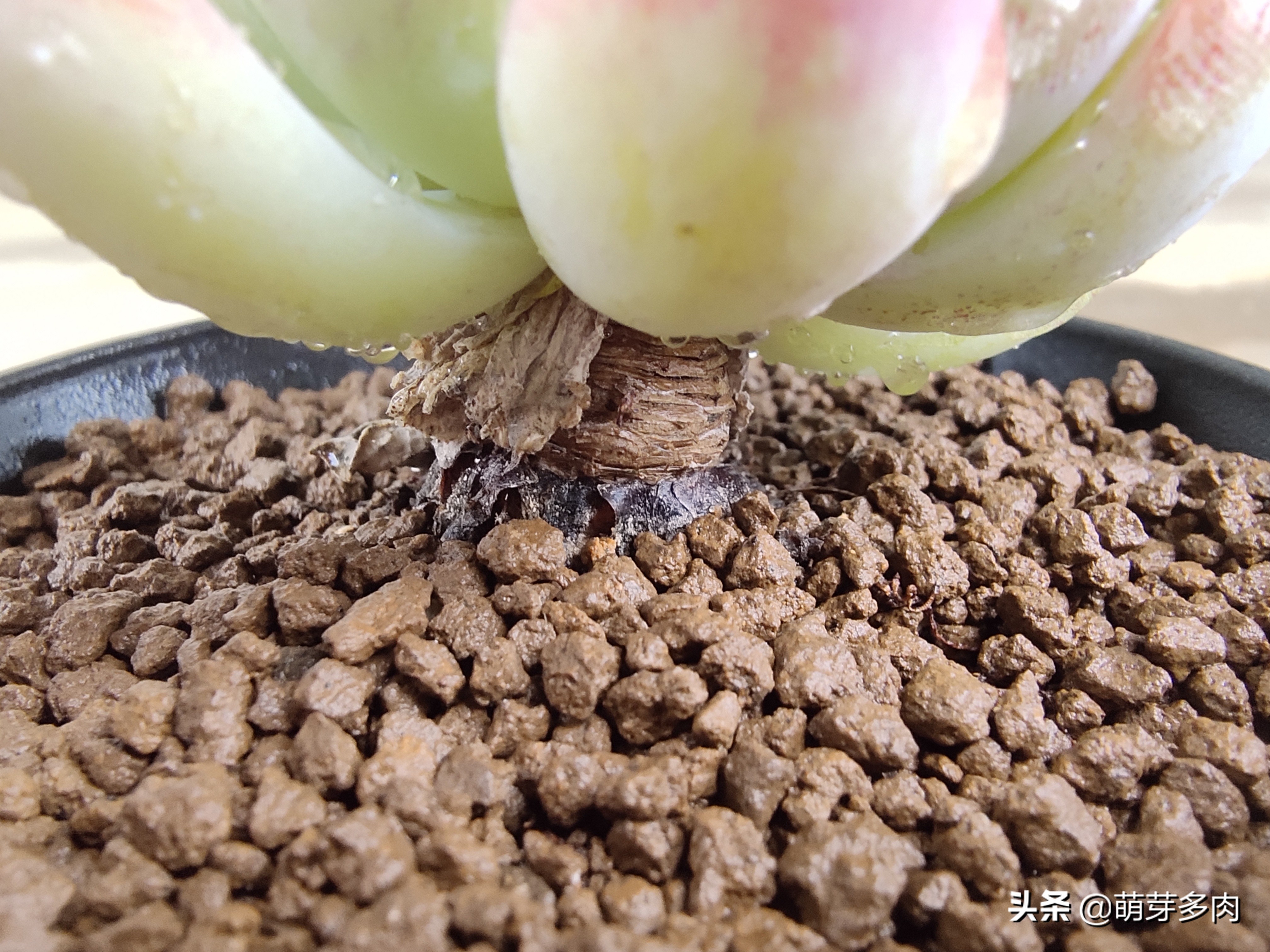 多肉植物的土壤怎么选,多肉植物土壤配方比例图