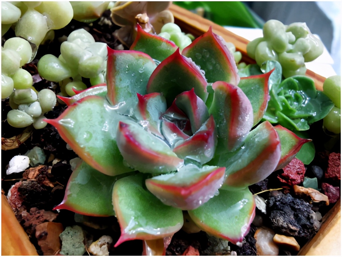 多肉虐我千百遍，我待多肉如初恋