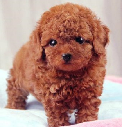 在网上买泰迪注意事项,购买泰迪幼崽