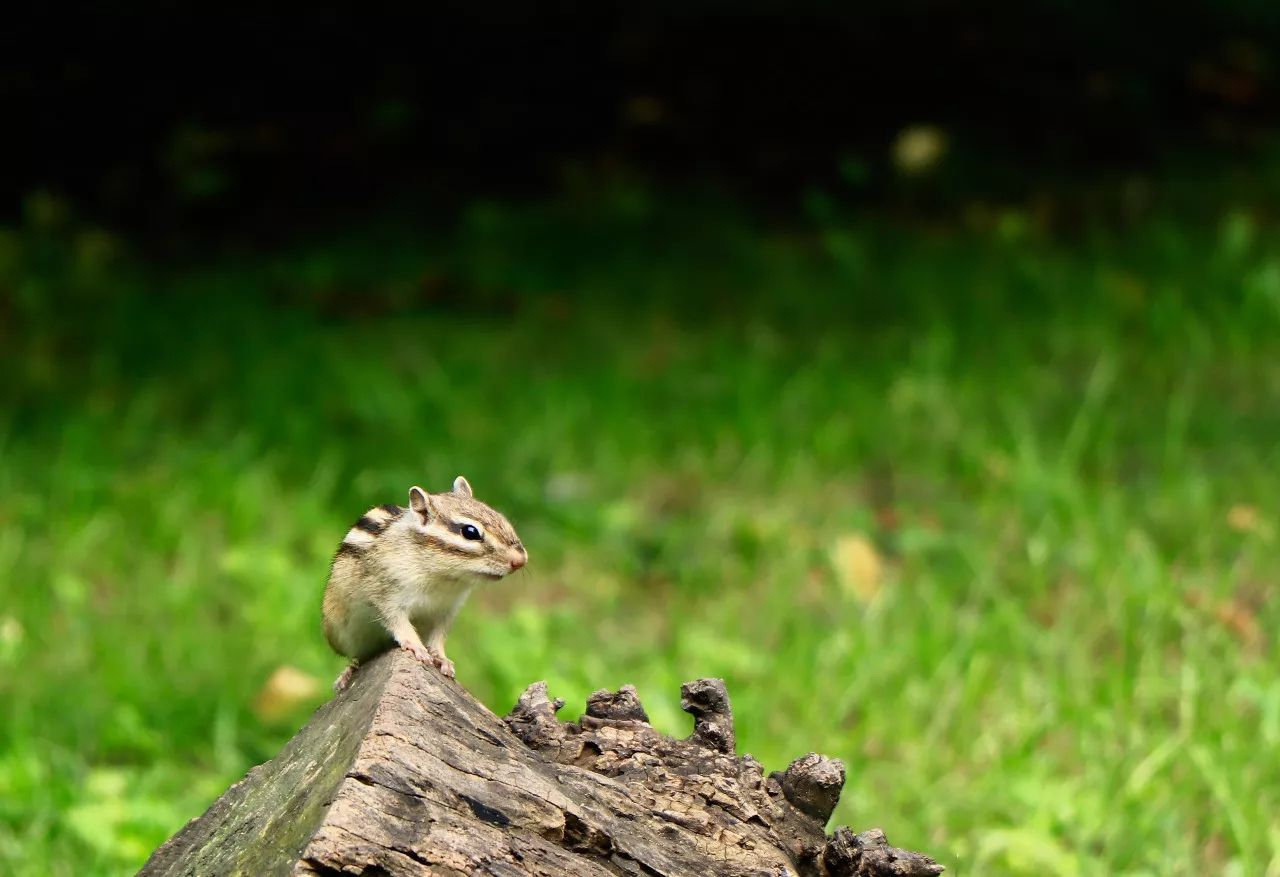 特别的萌给特别的你
