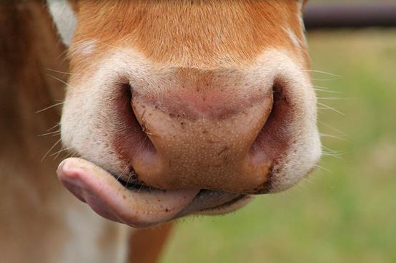 澳洲出现牛吃蛇,澳洲牛吃蛇有什么预兆