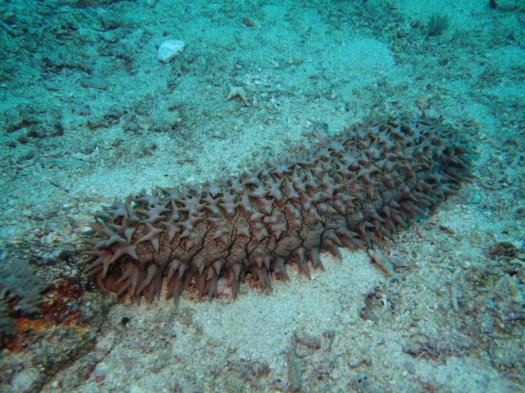 不加敌敌畏的海参，也不值得吃｜大象公会