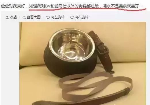 胡歌养的5只什么猫,胡歌的宠物猫