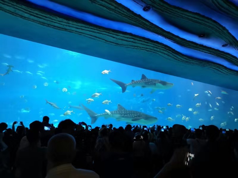 第一次去珠海长隆视频,第一次去珠海长隆怎么玩