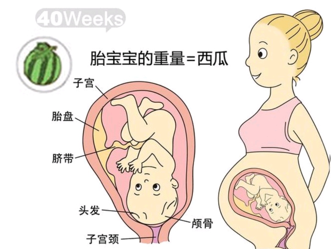 十月怀胎40周发育过程,孕十周宝宝的发育情况