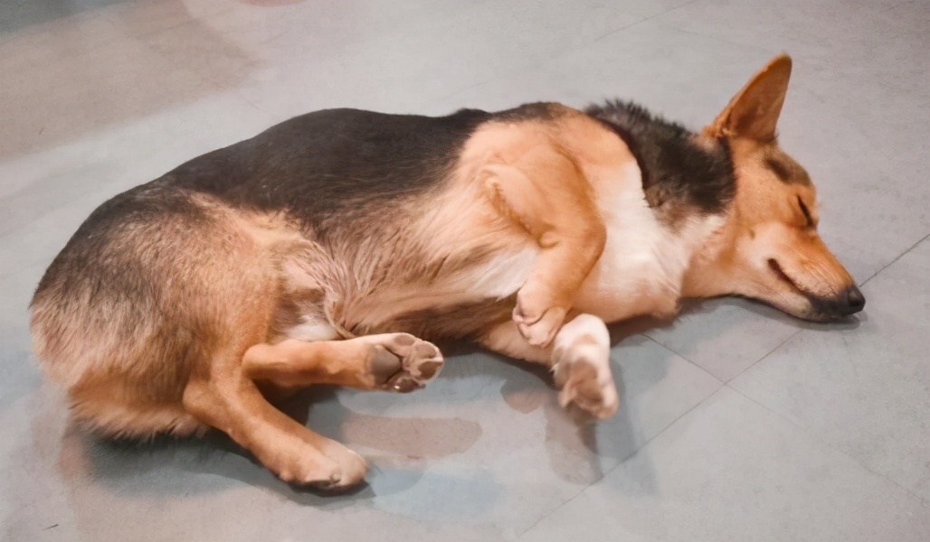 狗狗突然害怕主人浑身发抖原因,狗狗跑丢后回来发抖是什么原因