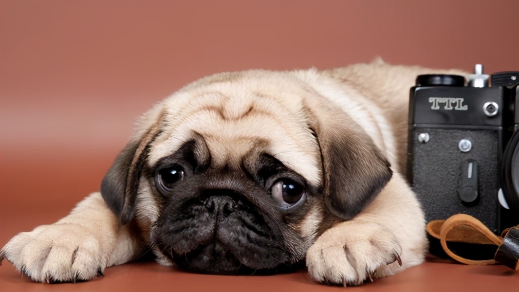 黑色巴哥犬市场价多少钱一只,巴哥犬价格一只多少钱