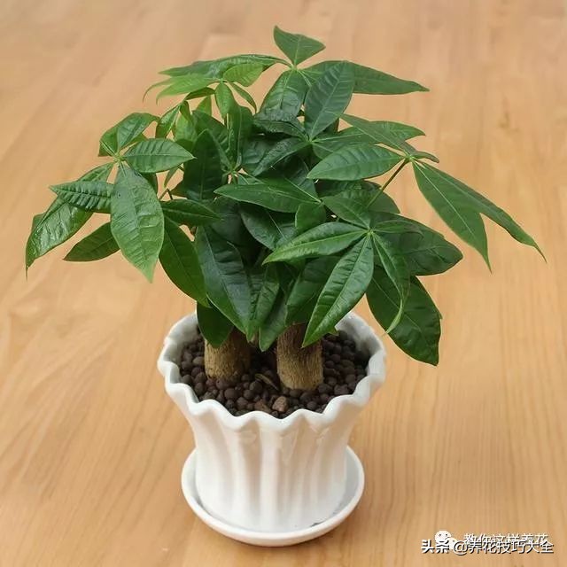 君子兰小白虫用什么家庭药处理,养了20多年的君子兰烂心了