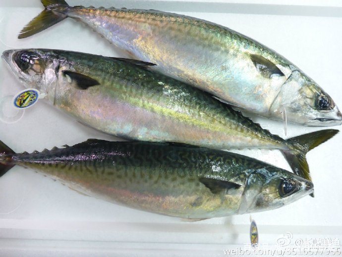 莱黄之鲐，不可胜食。鲐是指鲐鱼，它的味道并不好，但产量比较大