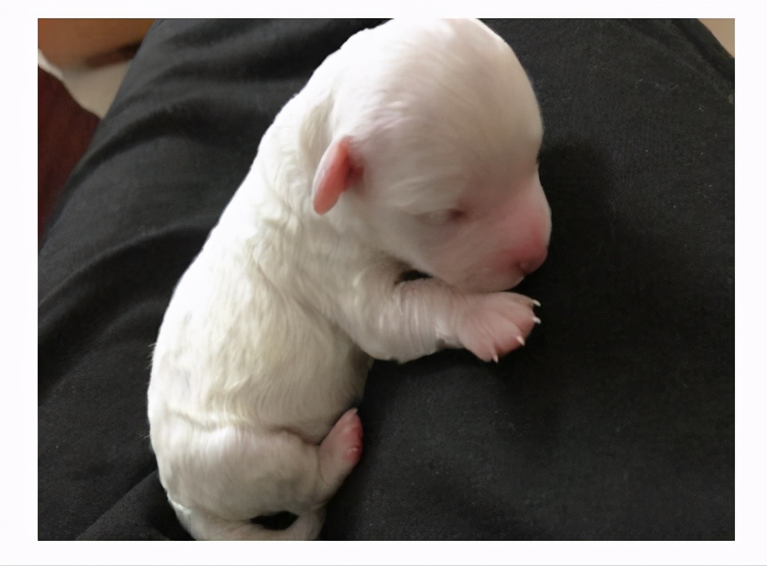 狗狗打疫苗前注意事项及禁忌,狗狗怀孕后注意事项