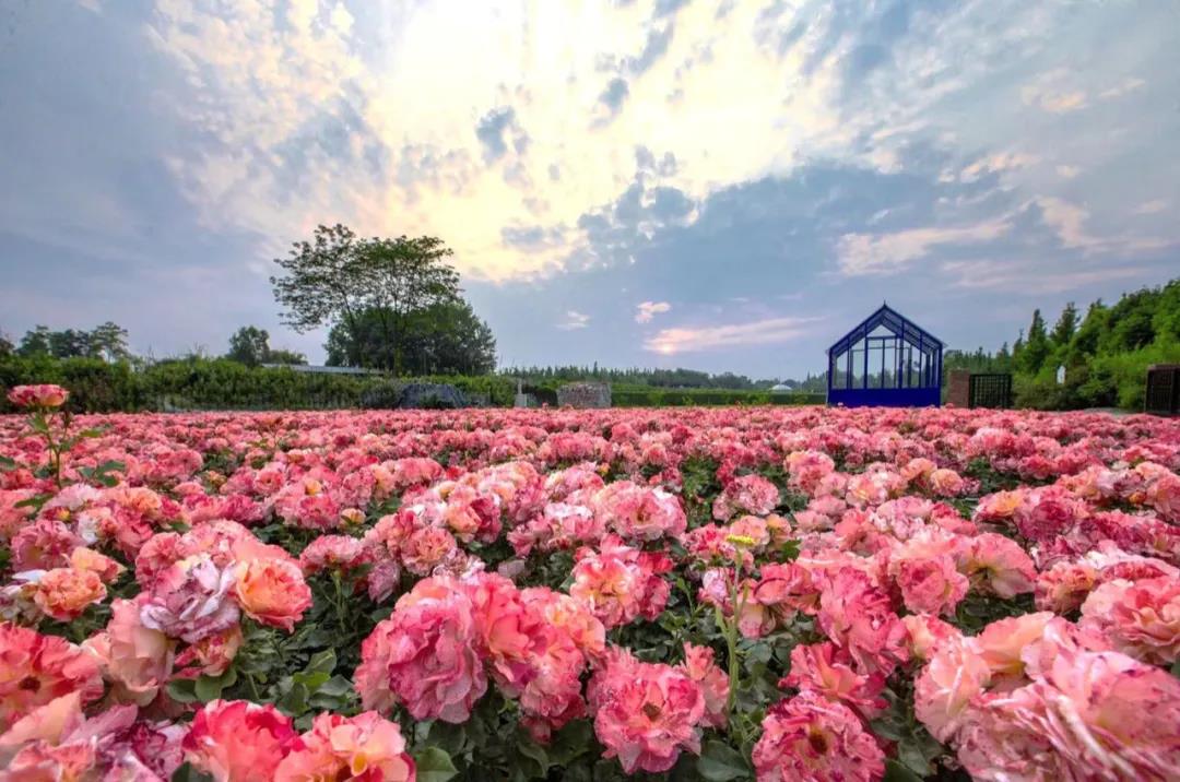 成都周边春季徒步旅游攻略,成都森林徒步旅游攻略