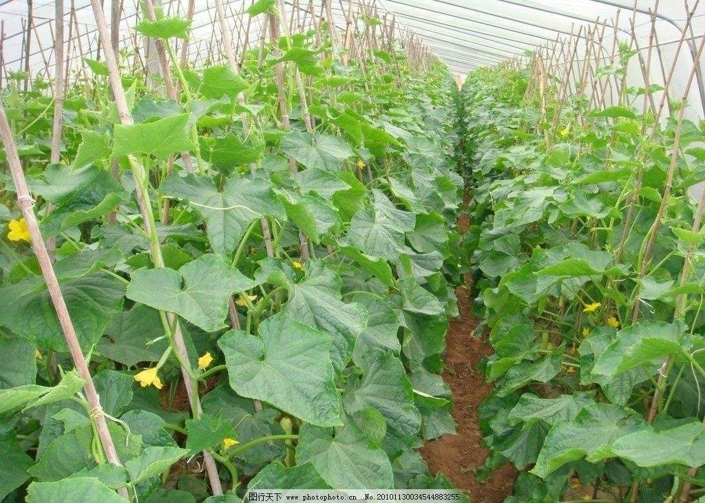 怎么让黄瓜苗长得更快,怎样能使黄瓜苗快速生长