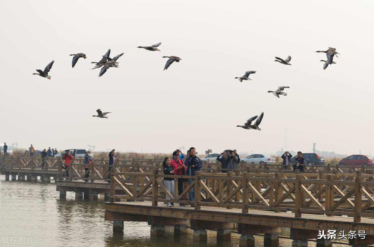 回顾东方白鹳迁徙路上的生存困境,东方白鹳在哪里栖息
