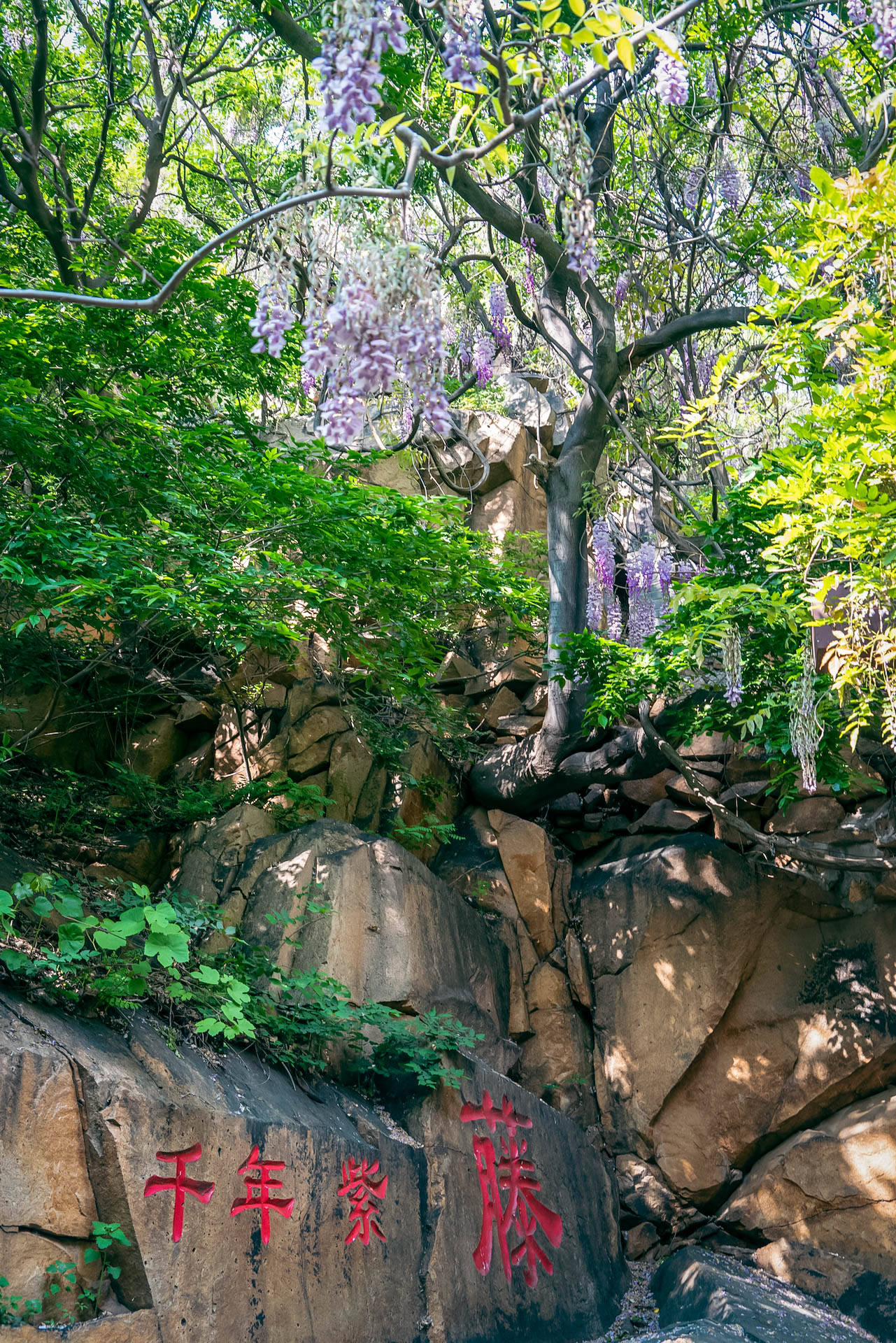 龙口锡青铜大坐佛,龙口全国第一大铜佛