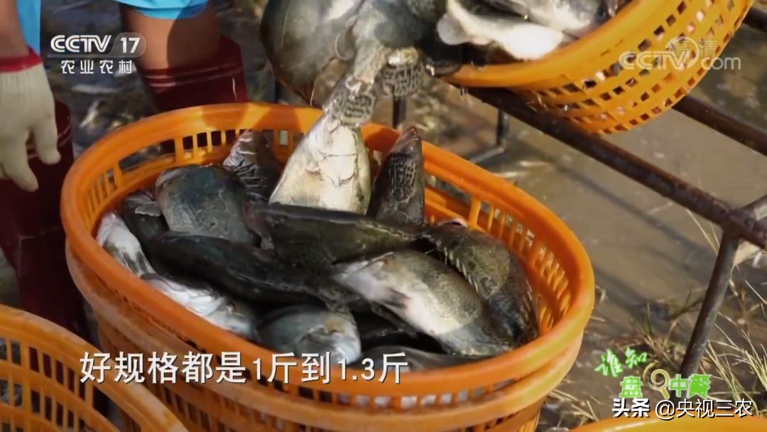 又臭又贵的臭鳜鱼,臭鳜鱼和桂鱼哪个贵呢