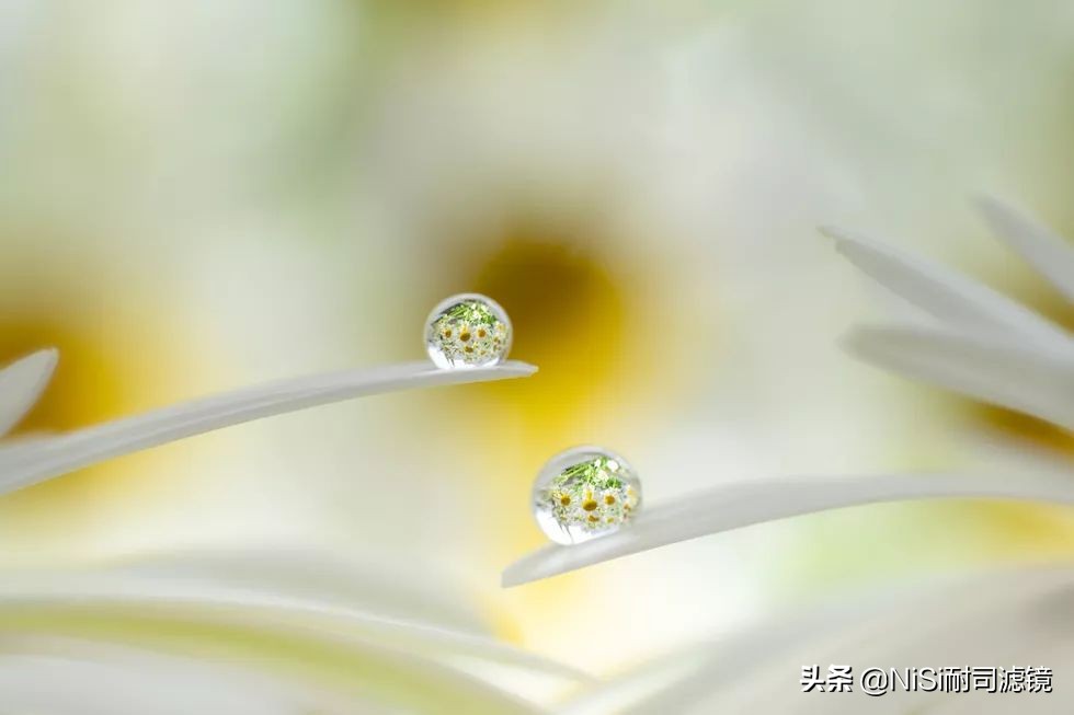 微距蚂蚁喝露水：曝轰动日本的摄影技能