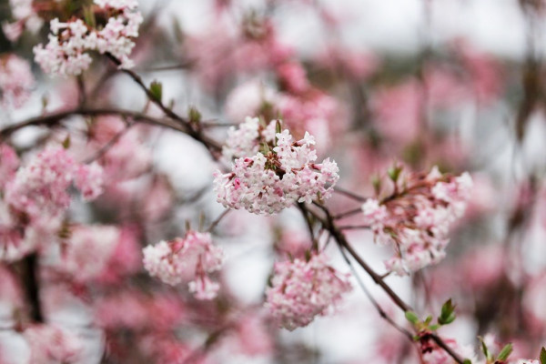 博德兰荚蒾对光照的需求,博德兰荚蒾怎么养护和种植