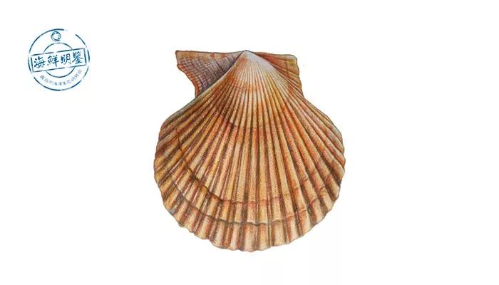 会跑路的扇贝你吃了吗,海鲜大咖活扇贝怎么处理干净