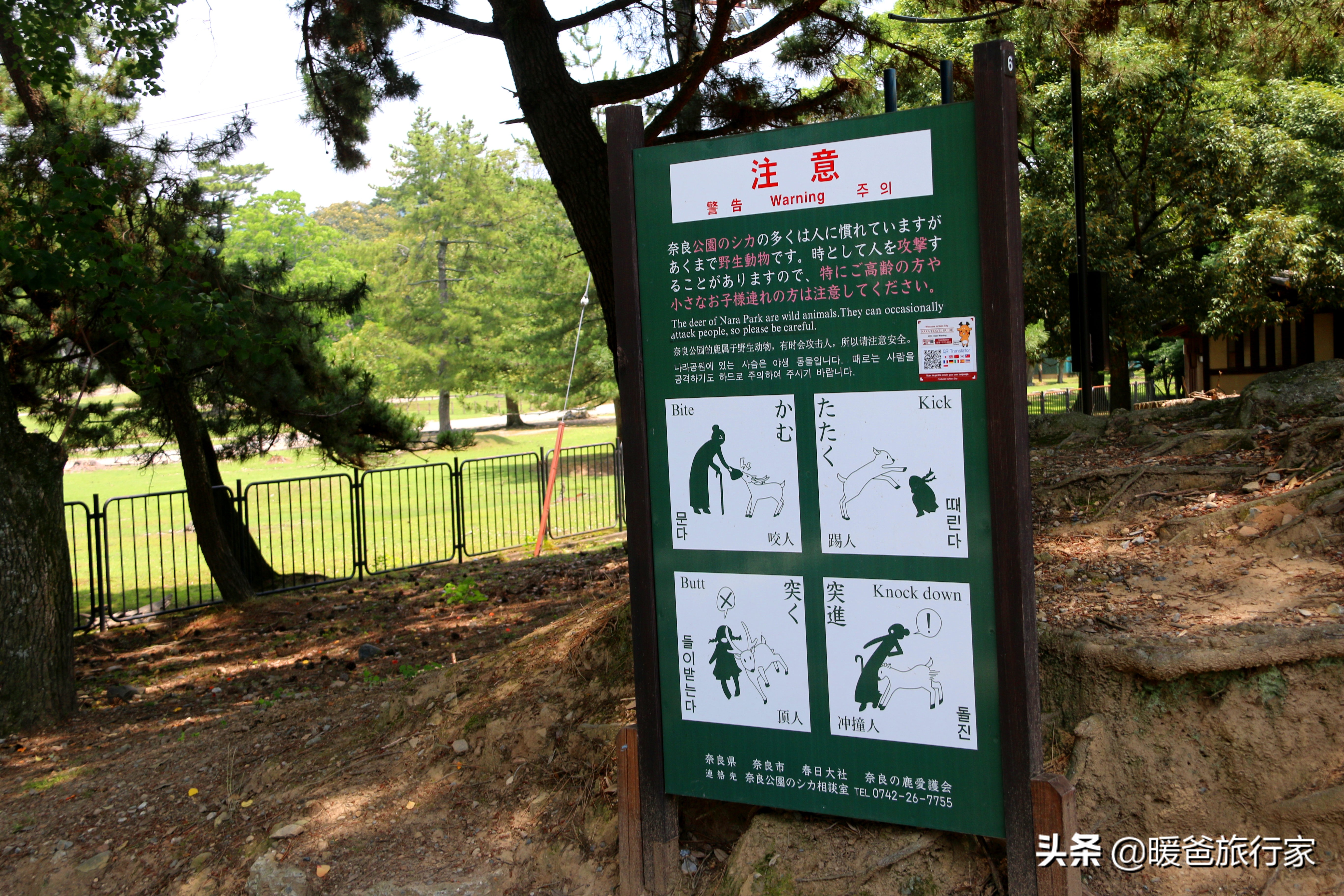 奈良旅行攻略,奈良寻鹿完整版视频