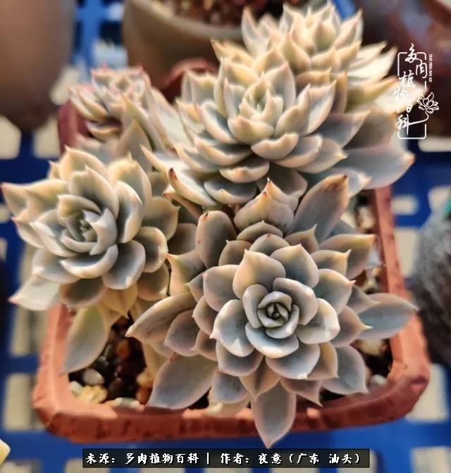 广东春天多肉图片大全,这个季节的多肉状态是最美的