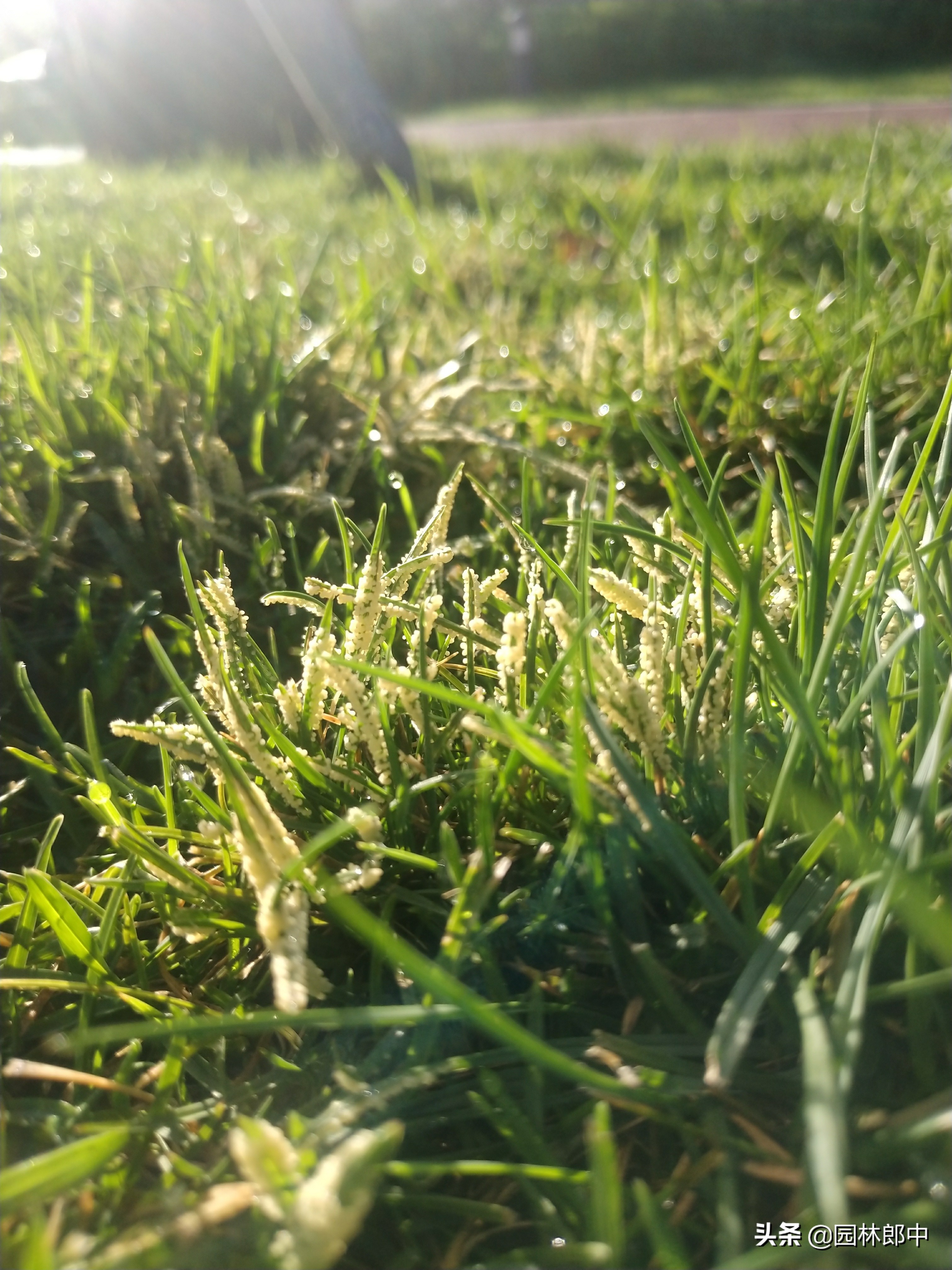 草坪灰斑病,草坪上白色颗粒是什么