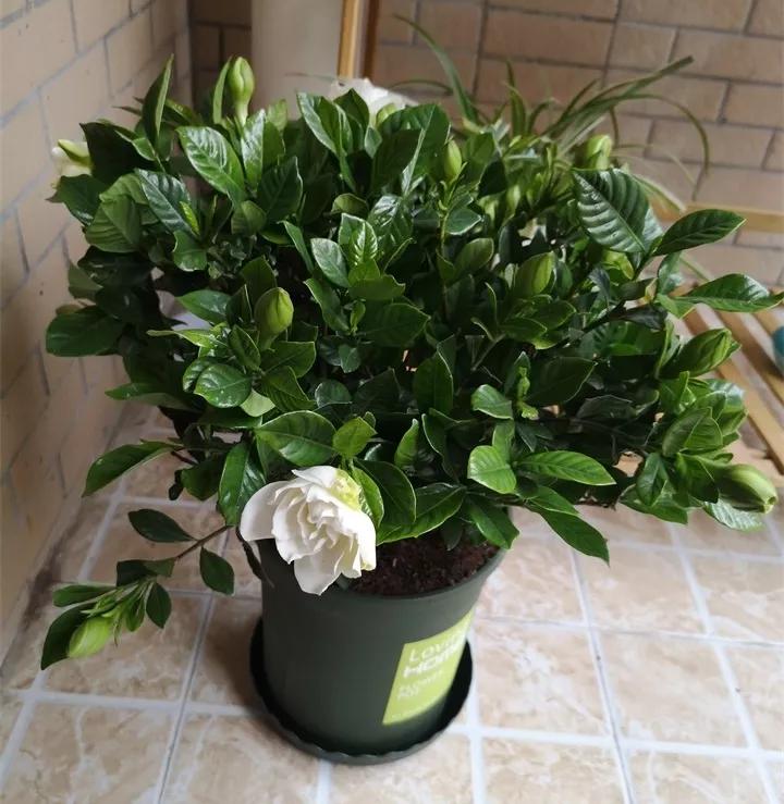 刚到家的花很好没多久就黄叶,买回来的花很快就蔫的原因