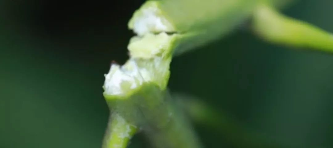 芒果催花前的工作,芒果催花之前要做什么工作