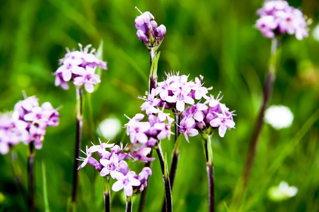 一座比珠穆朗玛峰还难登的雪山,有一座山比珠穆朗玛峰还要高