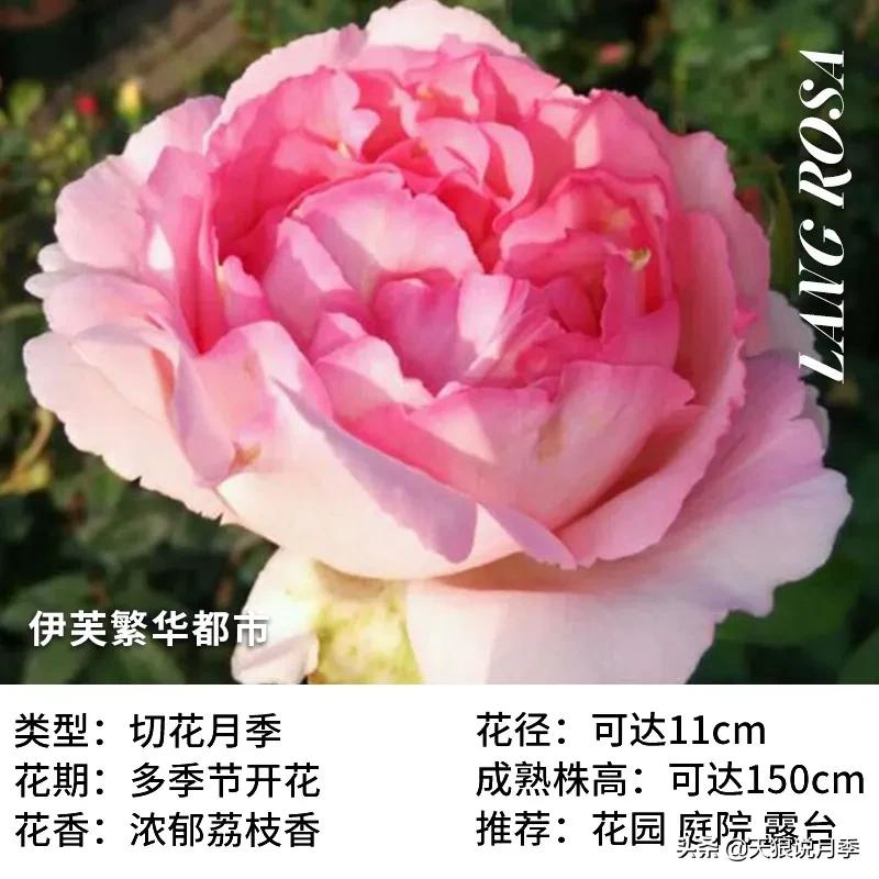 月季控对美的极致追求，尽在伊芙系列