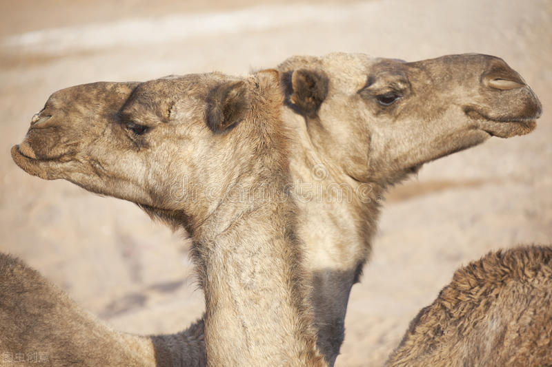 骆驼是食草还是食肉动物,骆驼是食草动物还是食肉动物