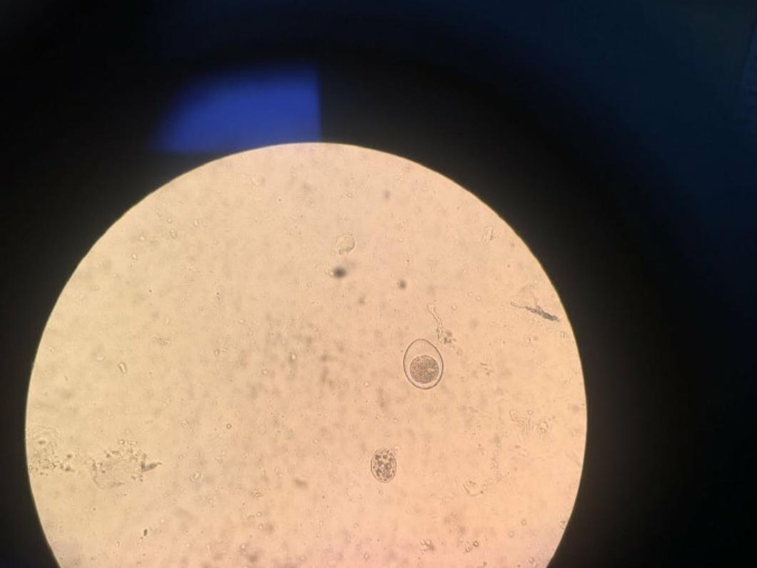 宠物寄生虫清除全过程,猫狗寄生虫治疗方法