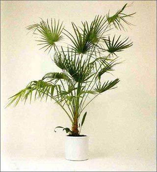 盆景棕树怎样种,盆景棕竹怎样才能长得旺盛