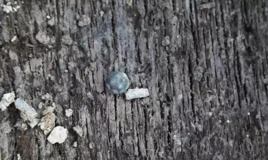 战国蜻蜓眼陶珠,战国蜻蜓眼玻璃珠价格