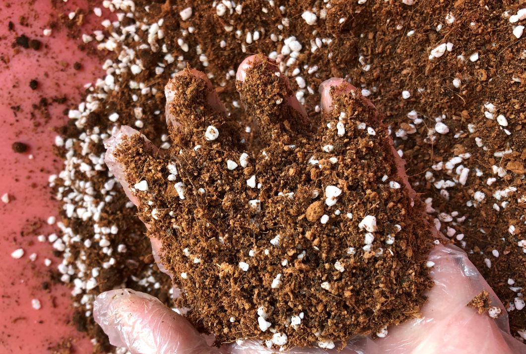 想让发财树长高怎么办,发财树怎么浇水才能活得更长