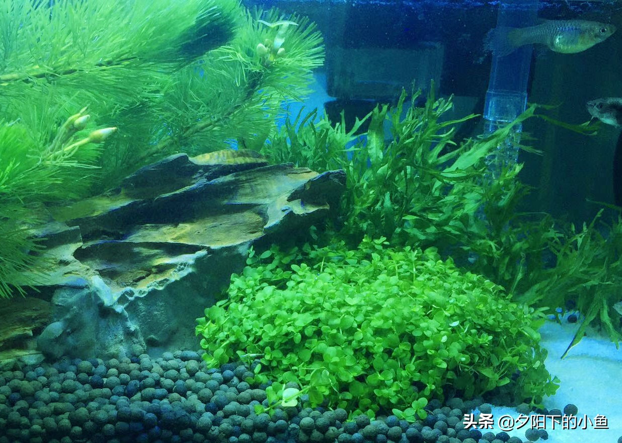 水草泥和水草种子,水草种子骗局大揭秘