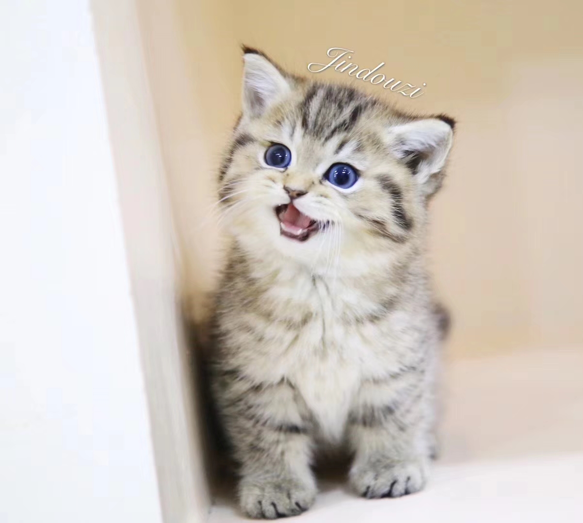 想养猫咪怎么办哪里有小猫咪,想养猫咪怎么办