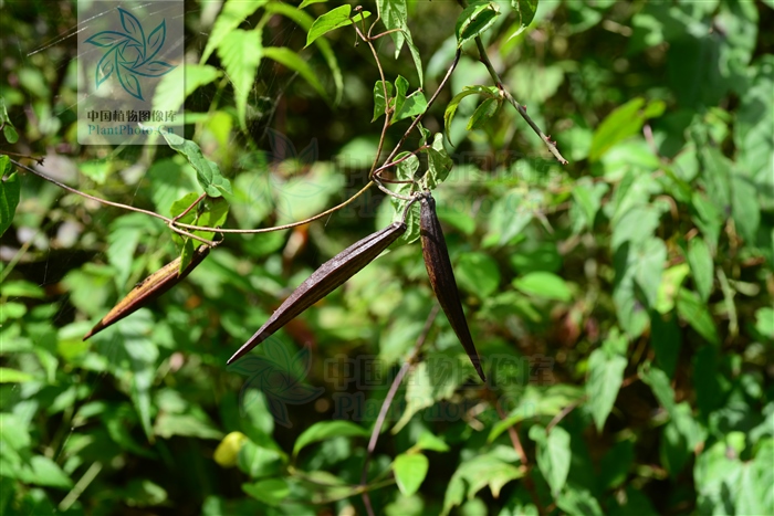 托腰散,托腰散的功效