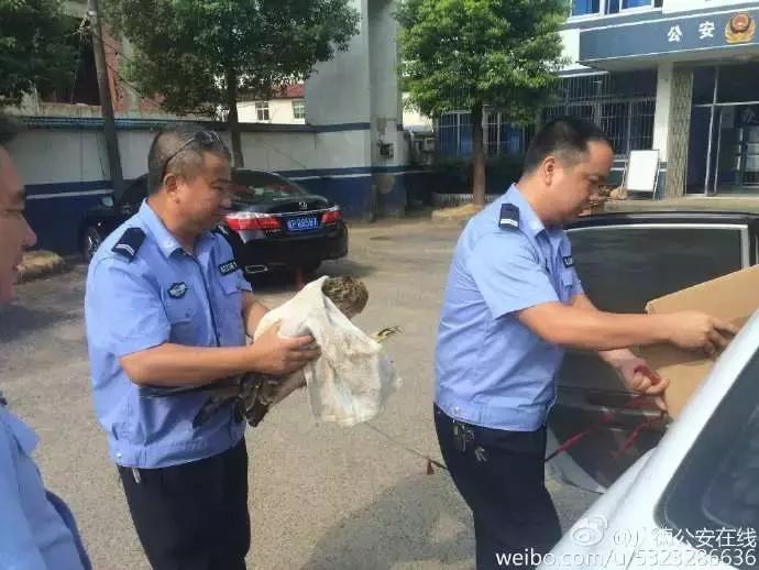 还没看《神奇动物在哪里》？没关系，你错过的神奇动物都在这里