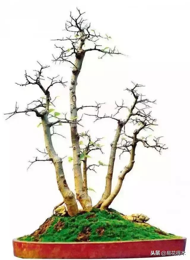 丛林式精品盆景欣赏,丛林盆景浅盆