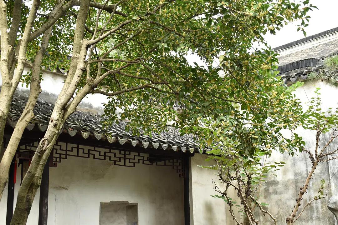 苏州城东北隅的赏桂佳处——耦园