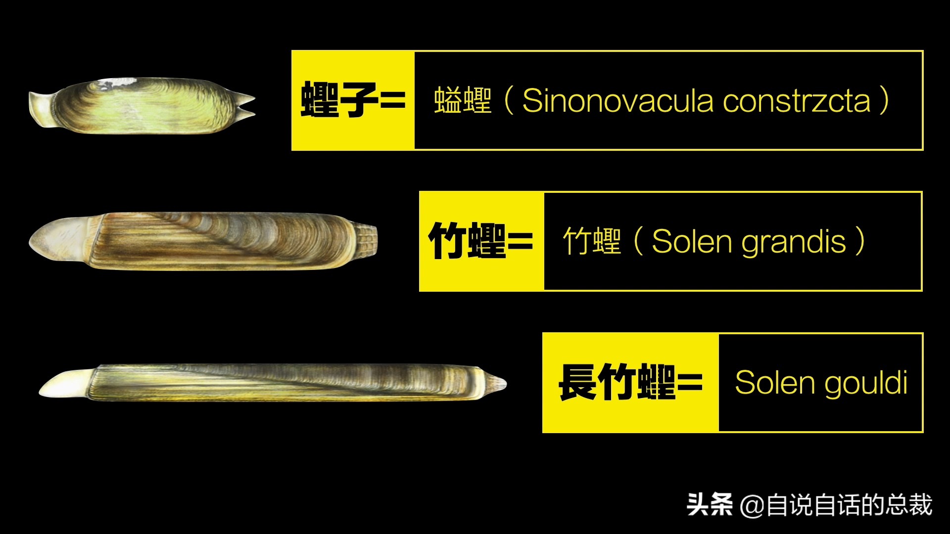 蛏子与小人蚬的区别,贻贝蛤蜊有什么区别