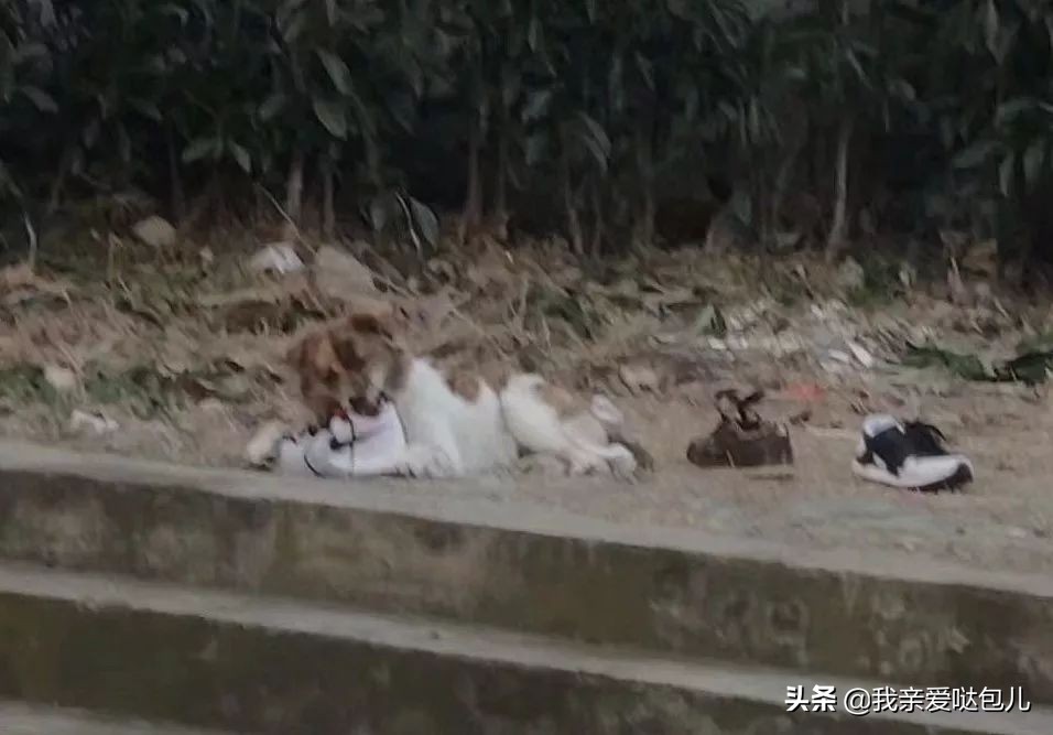 被全网通缉的狗,全网通缉的狗是谁